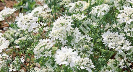 Picture for category Orlaya